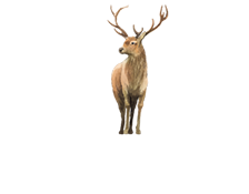 Mingarry Park Wild Venison logo